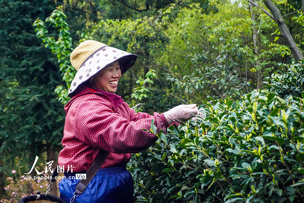 贵州晴隆:采摘春茶【5】