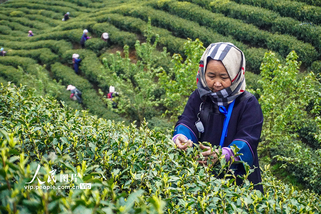 贵州晴隆:采摘春茶【6】