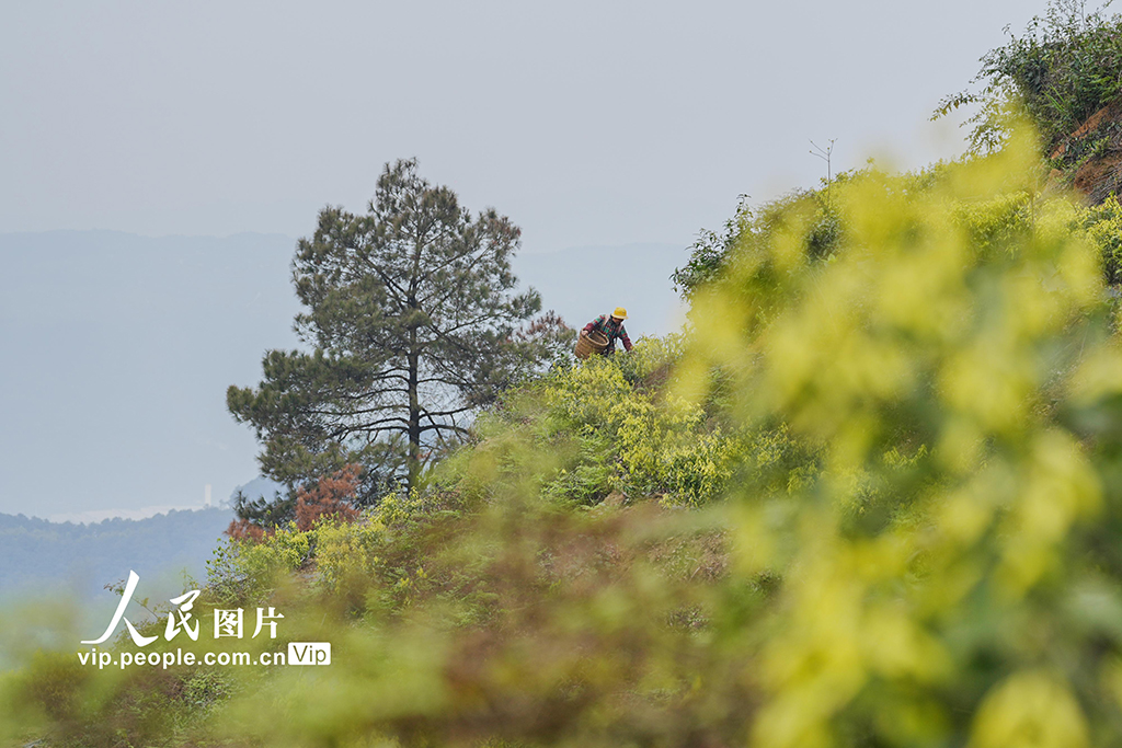 重庆：缙云甜茶采摘忙【4】