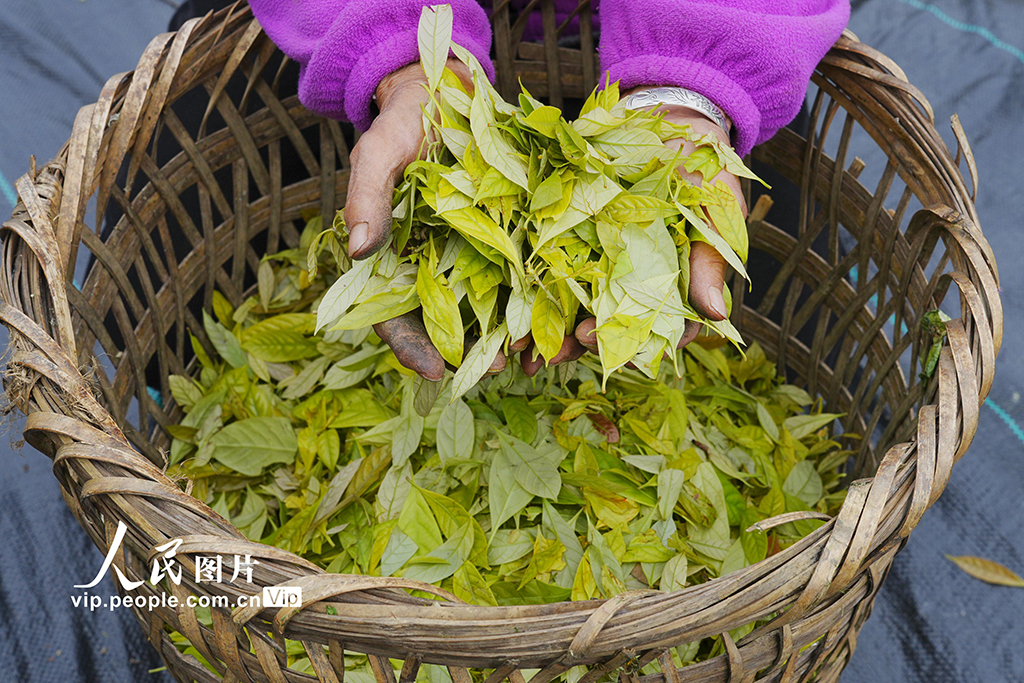 重庆：缙云甜茶采摘忙【6】