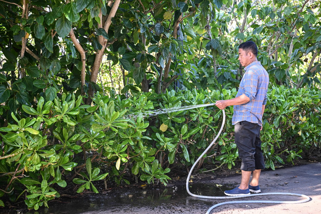 3月19日,工作人员在海南三沙赵述岛用淡化水浇灌岛上绿植。