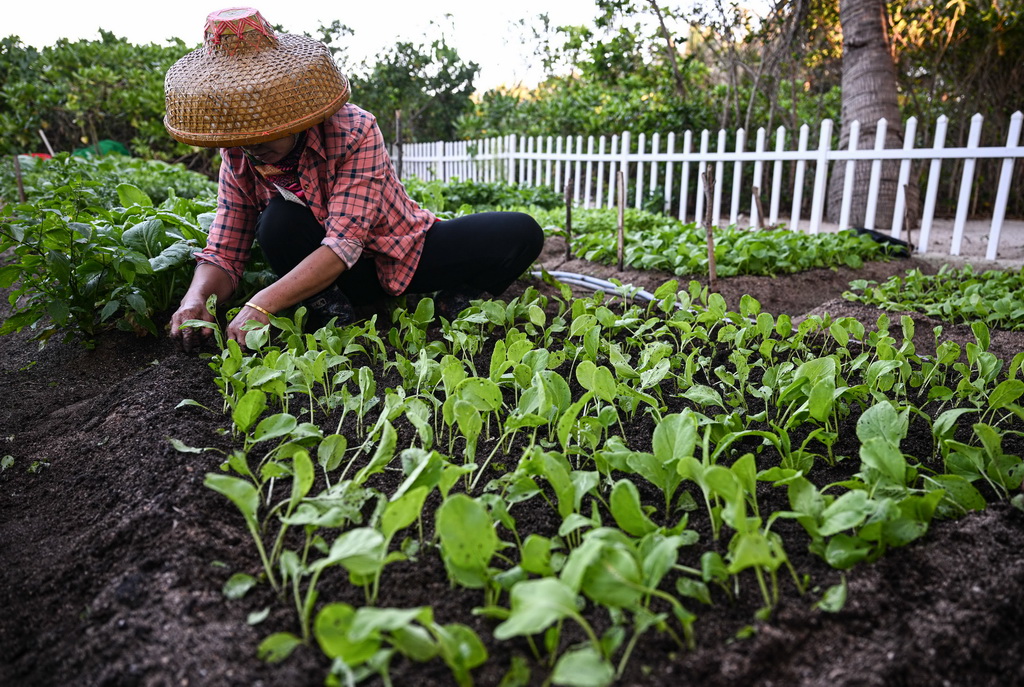 3月19日,岛民在海南三沙赵述岛种蔬菜。