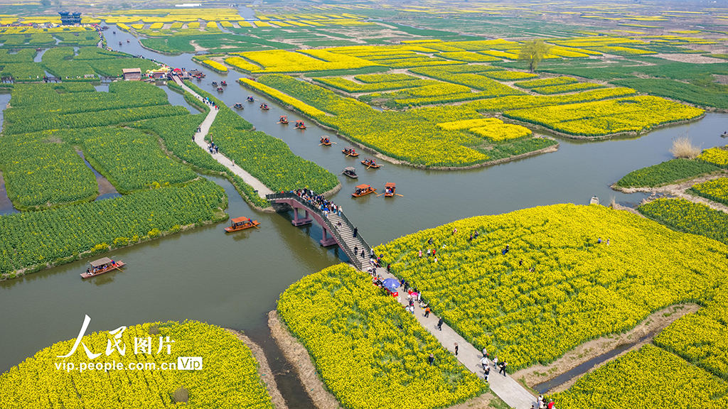 江苏兴化：千垛花海引客来【4】