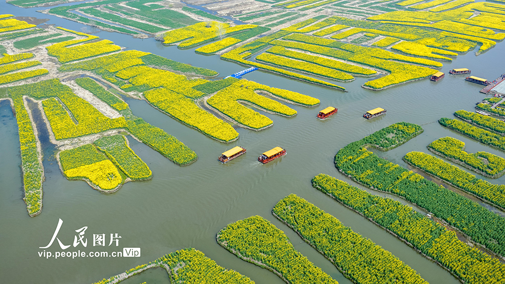 江苏兴化：千垛花海引客来【2】