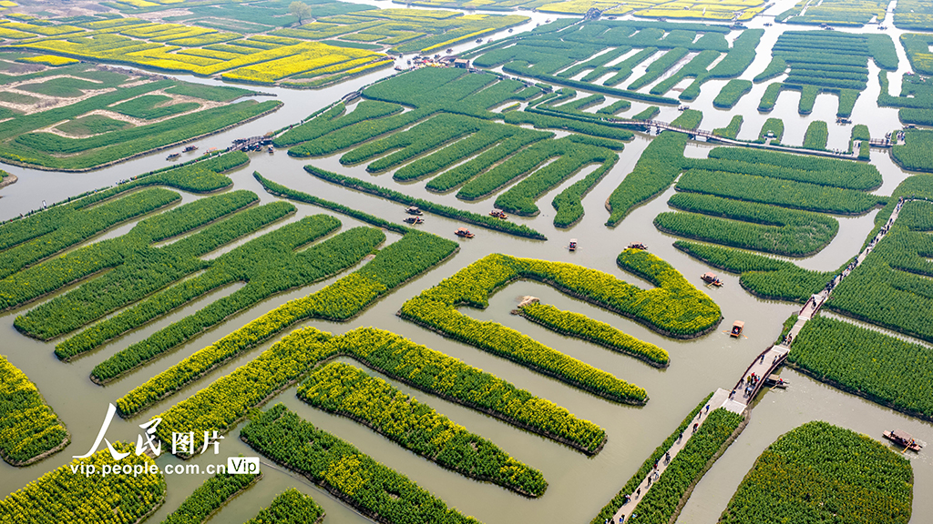 江苏兴化：千垛花海引客来【6】