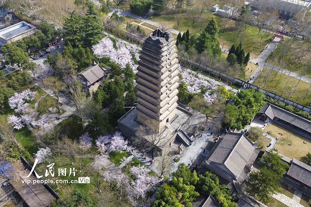 陕西西安：小雁塔景区樱花烂漫【2】