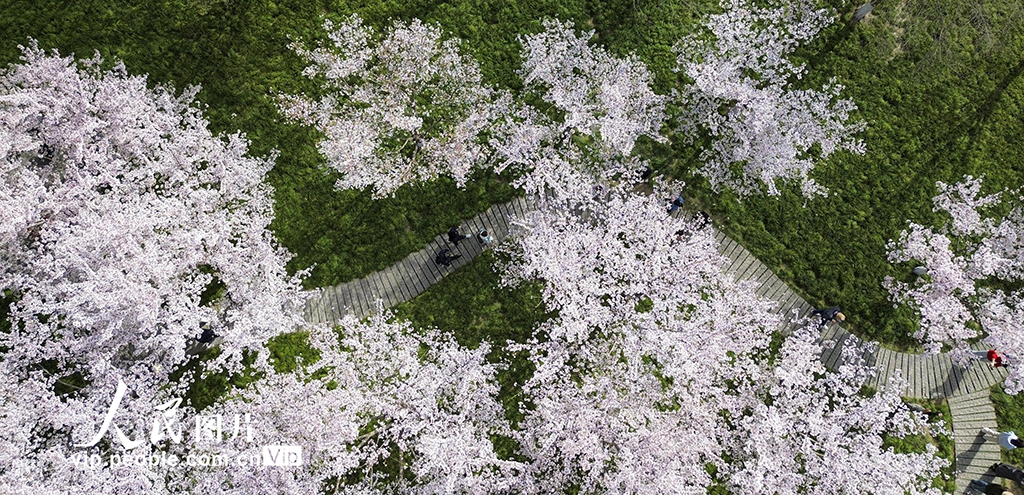 陕西西安：小雁塔景区樱花烂漫【4】