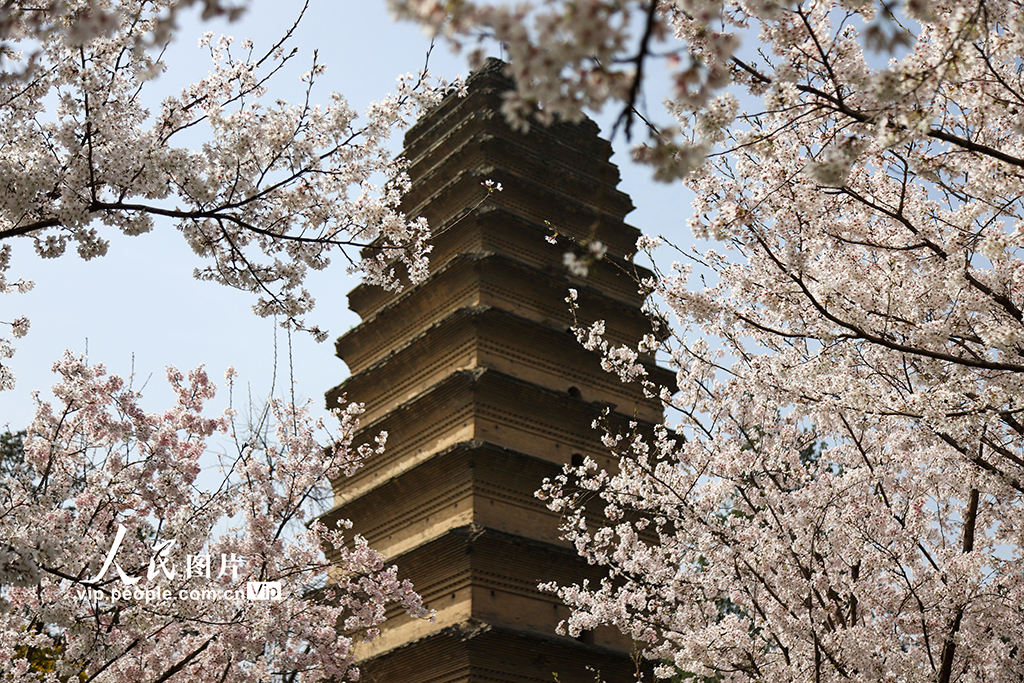 陕西西安：小雁塔景区樱花烂漫【3】