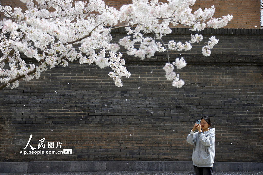 陕西西安：小雁塔景区樱花烂漫【7】