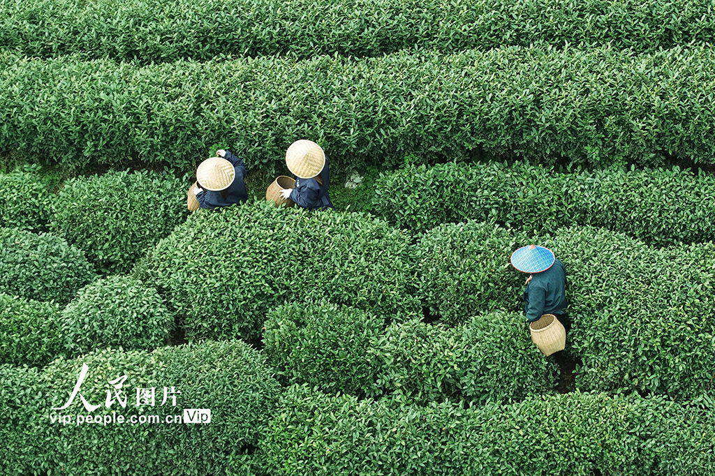 浙江杭州：“明前茶”采摘忙【6】