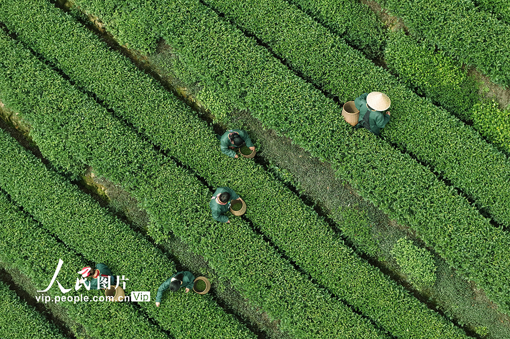 浙江杭州：“明前茶”采摘忙【7】