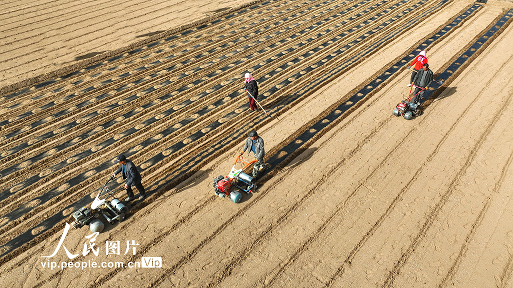 甘肃临泽:覆膜保墒【4】