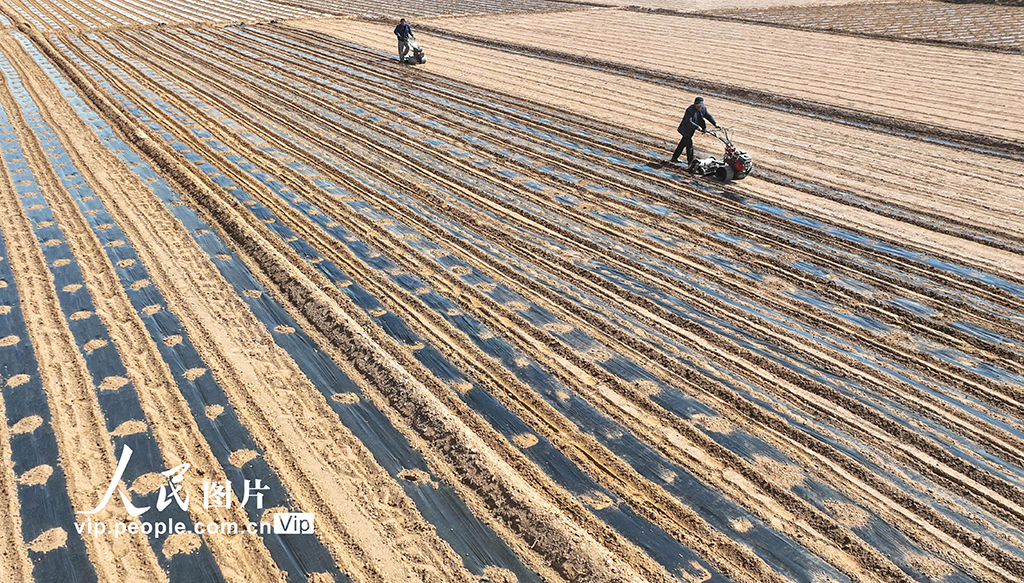 甘肃临泽:覆膜保墒【2】