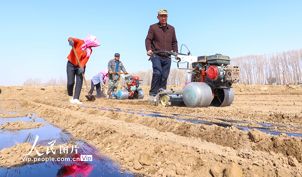 甘肃临泽:覆膜保墒【5】