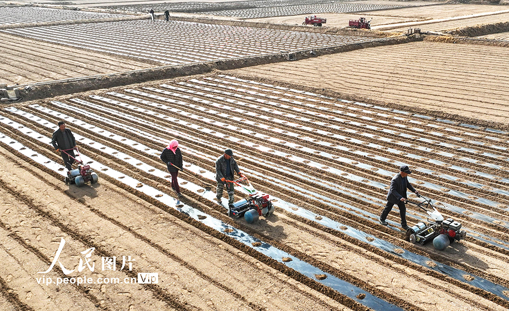 甘肃临泽:覆膜保墒【3】