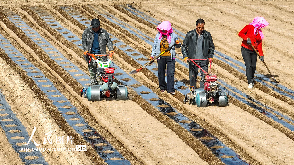 甘肃临泽:覆膜保墒【6】