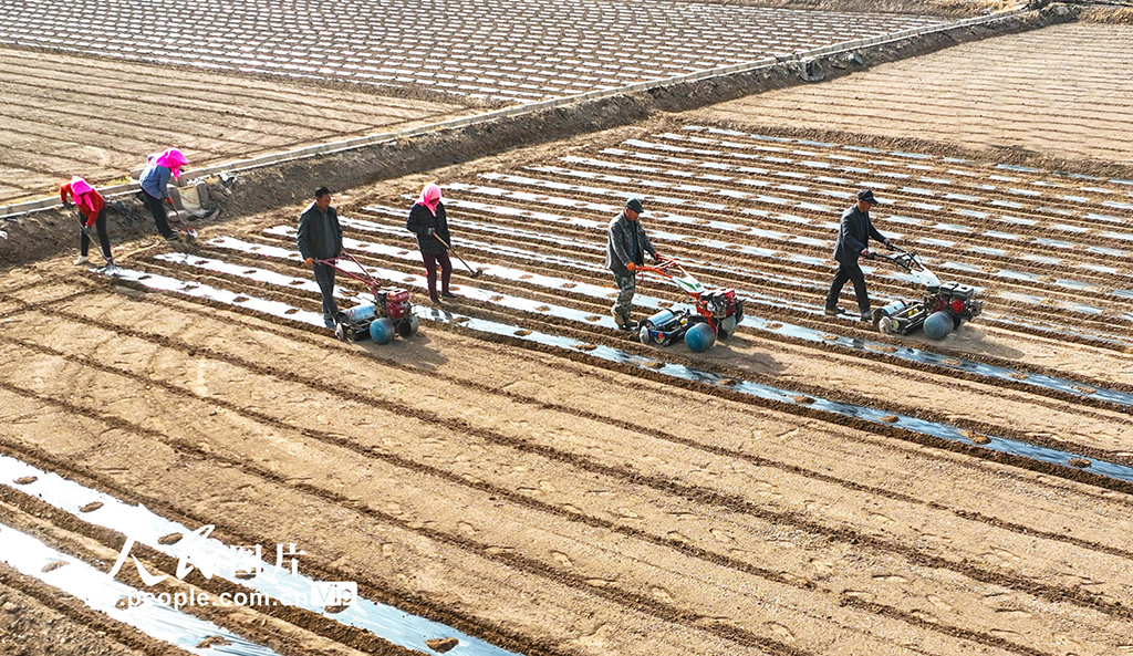 甘肃临泽:覆膜保墒【7】