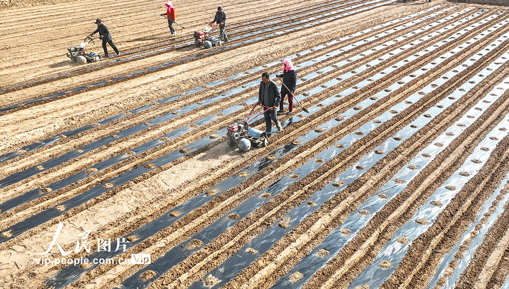 甘肃临泽:覆膜保墒【8】