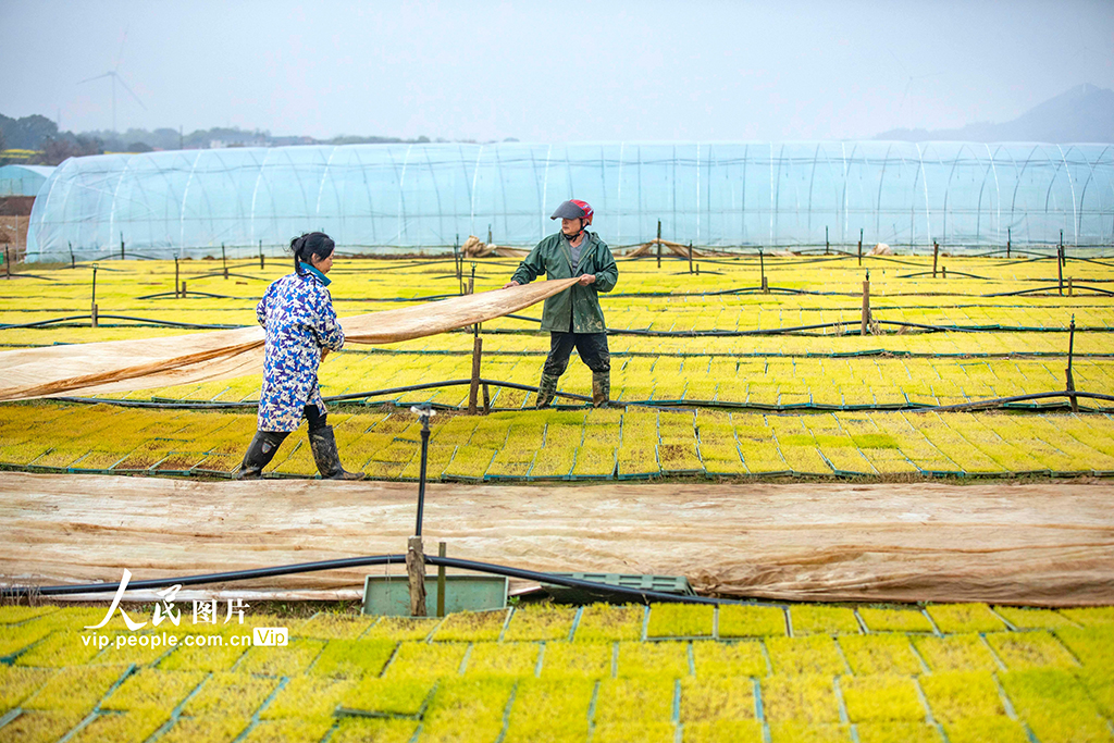 江西都昌：订单育秧助春耕【4】