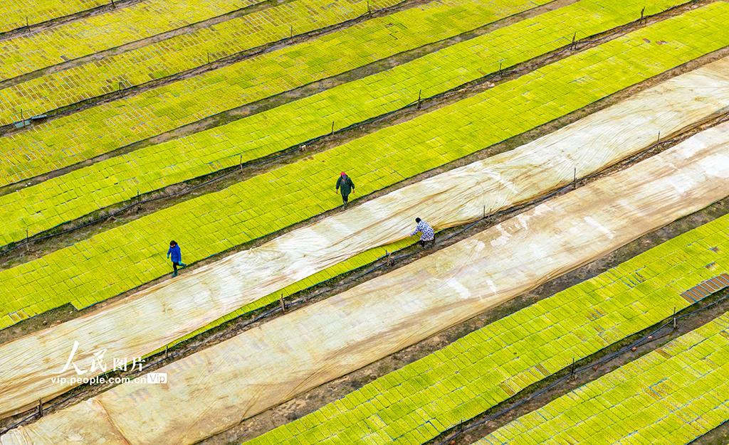 江西都昌：订单育秧助春耕【3】