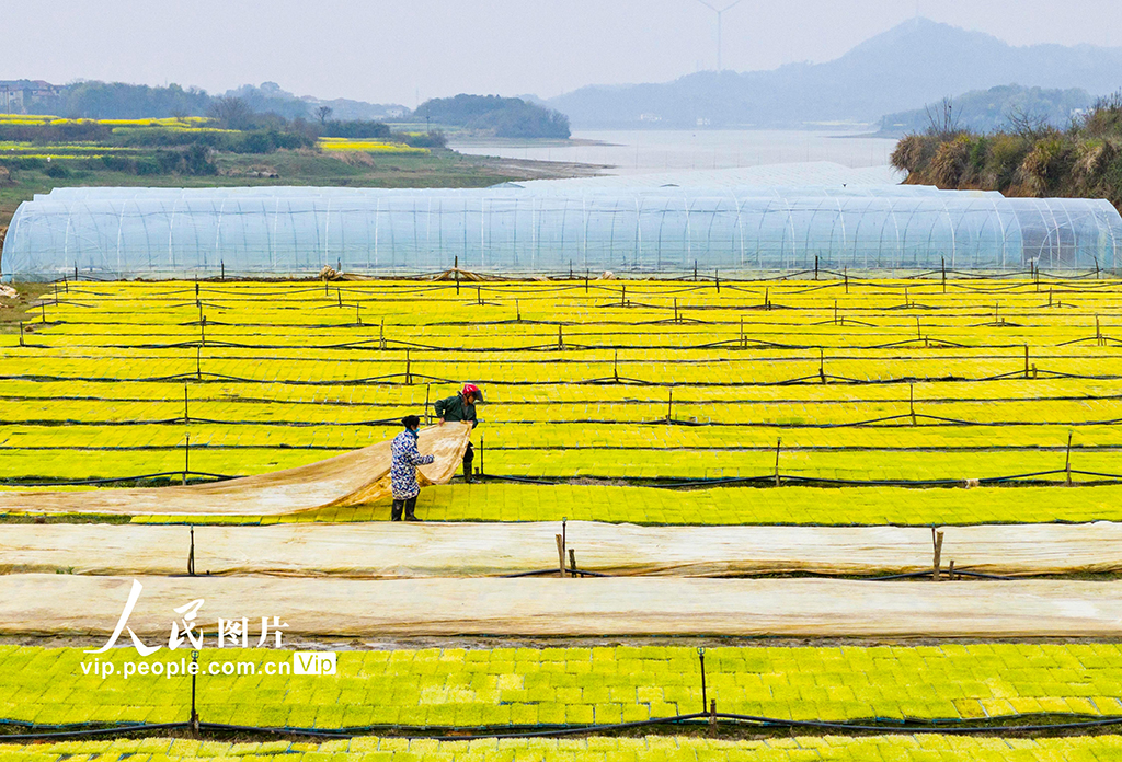 江西都昌:订单育秧助春耕【2】