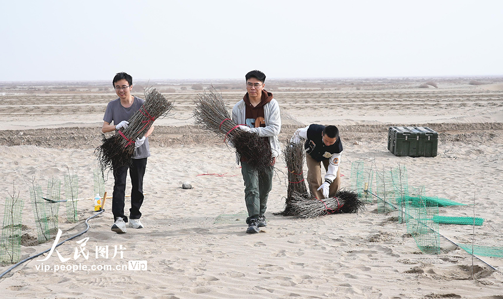 新疆阿瓦提:植树增新绿【2】