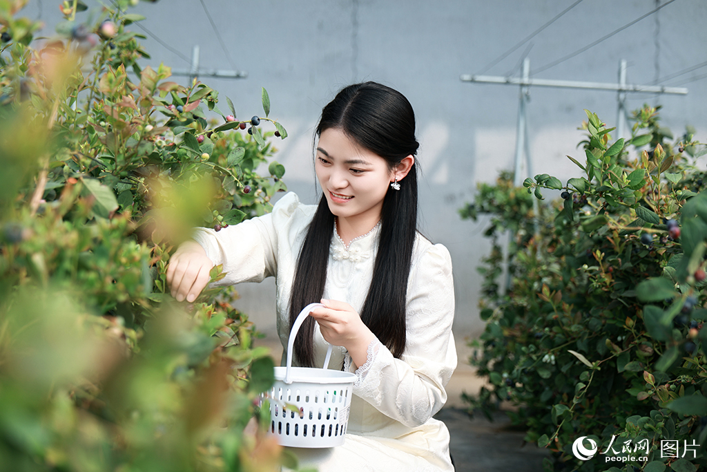 山东利津：体验采摘乐趣【3】