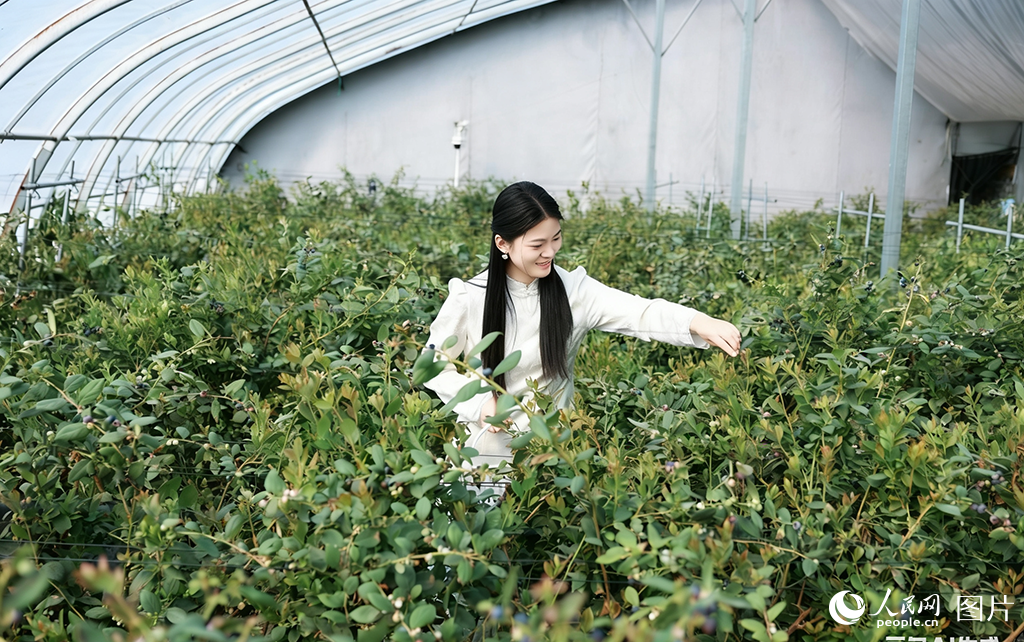 山东利津:体验采摘乐趣【4】