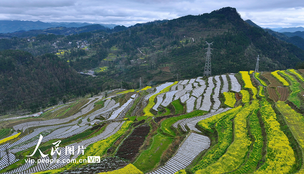 重庆:梯田春耕图【3】