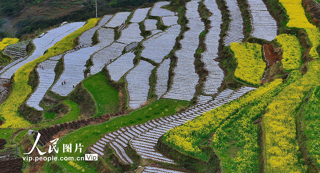 重庆:梯田春耕图【4】