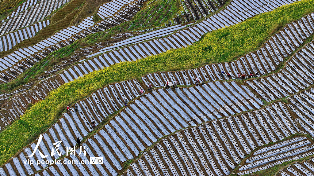 重庆:梯田春耕图【5】