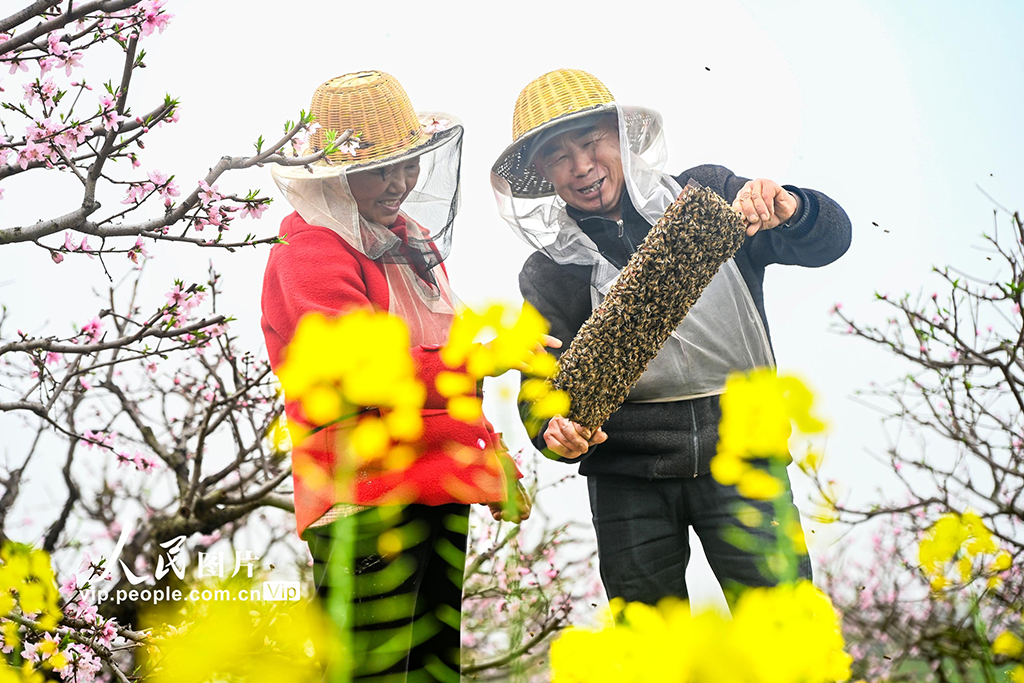 湖北浠水:花间养蜂促增收【3】