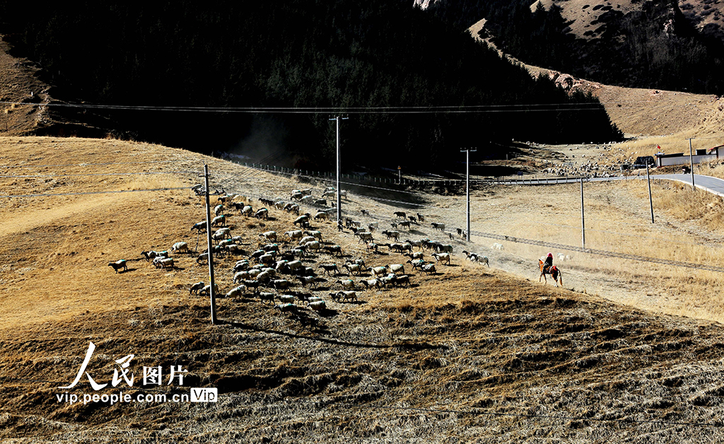 甘肃肃南：羊群返回冬季草场【3】