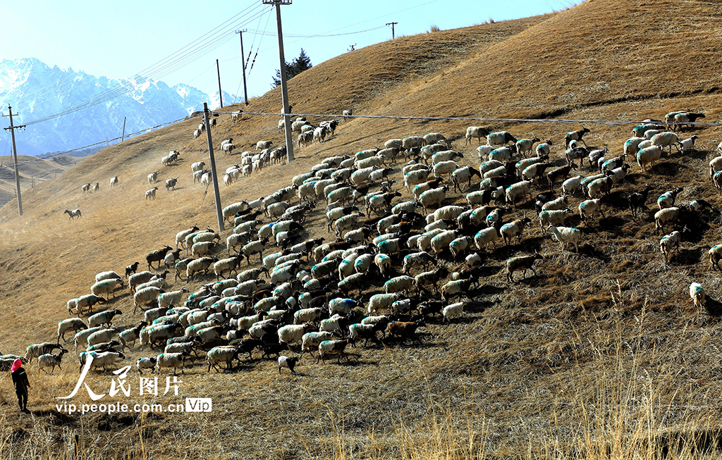 甘肃肃南:羊群返回冬季草场【2】