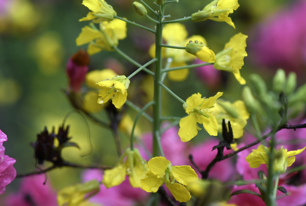 这是江西省婺源县篁岭景区的油菜花（3月24日摄）。