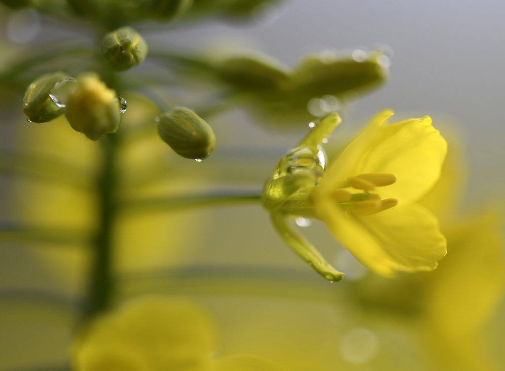 这是江西省婺源县江岭景区的油菜花（3月24日摄）。