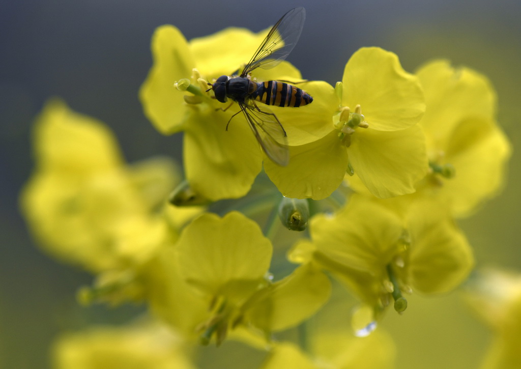 这是江西省婺源县篁岭景区的油菜花（3月24日摄）。
