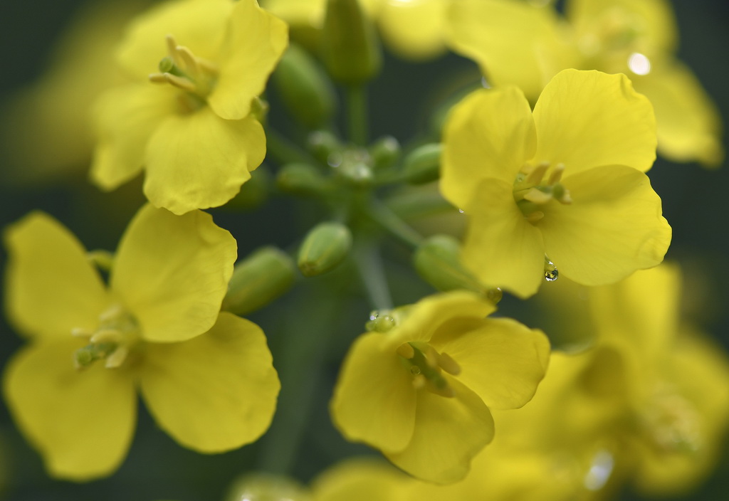 这是江西省婺源县江岭景区的油菜花（3月24日摄）。