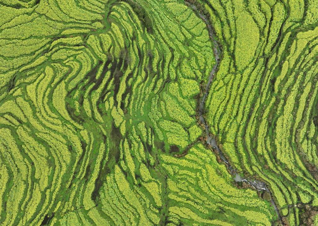 这是3月24日拍摄的江西省婺源县篁岭景区的油菜花梯田（无人机照片）。