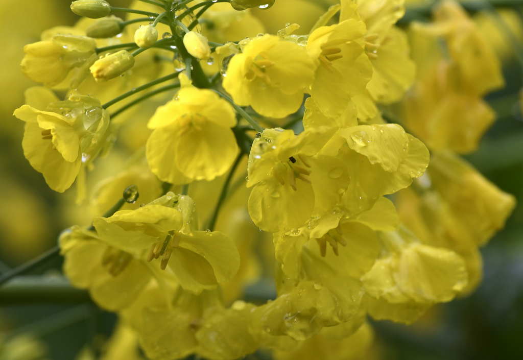 这是江西省婺源县江岭景区的油菜花（3月24日摄）。