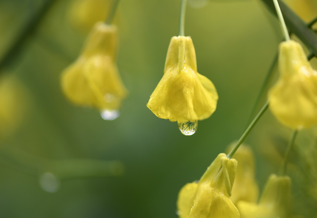 这是江西省婺源县江岭景区的油菜花（3月24日摄）。