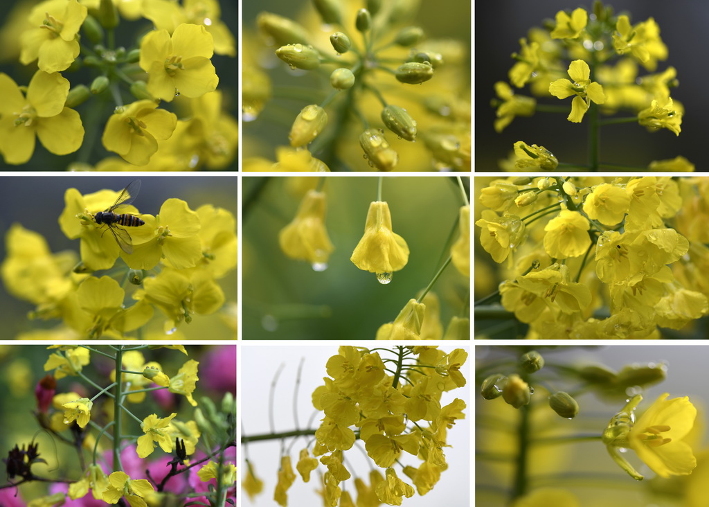 这是3月24日在江西省婺源县拍摄的油菜花（拼版照片）。