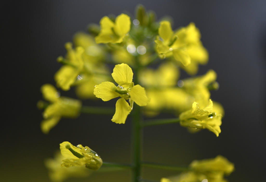 这是江西省婺源县篁岭景区的油菜花（3月24日摄）。