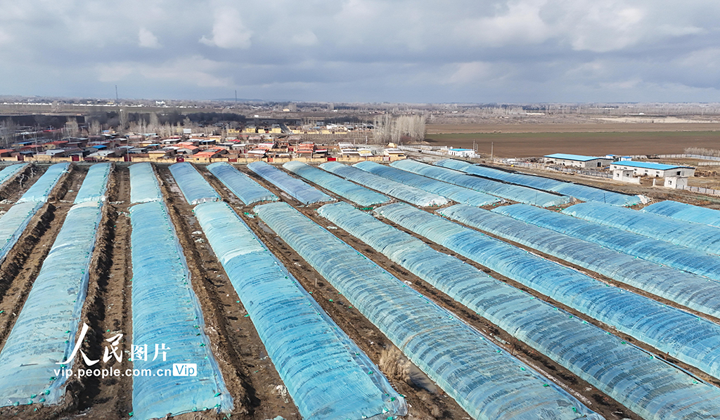 新疆吉木萨尔：春日育苗忙【4】