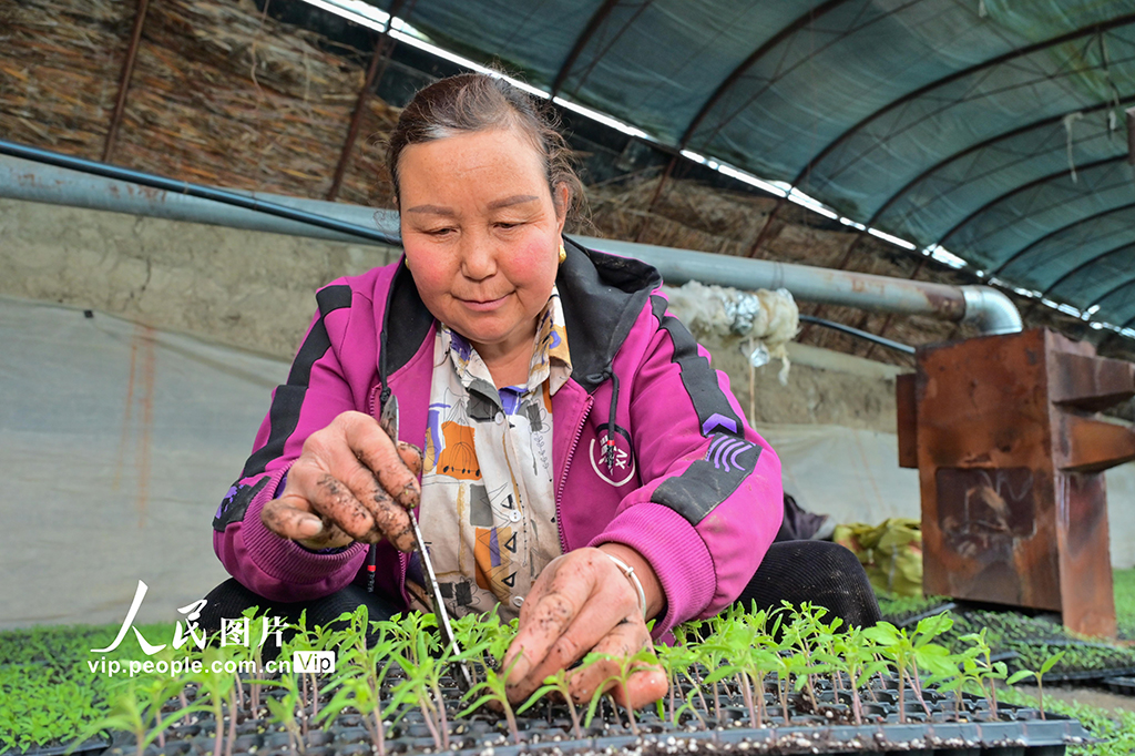 新疆吉木萨尔:春日育苗忙【2】