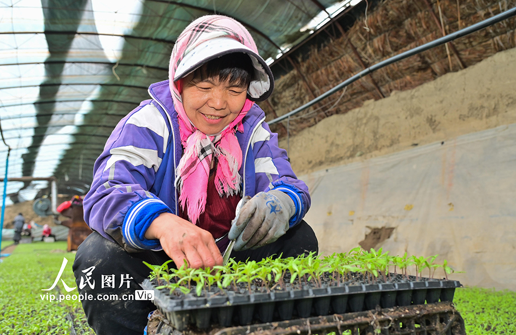 新疆吉木萨尔:春日育苗忙【5】