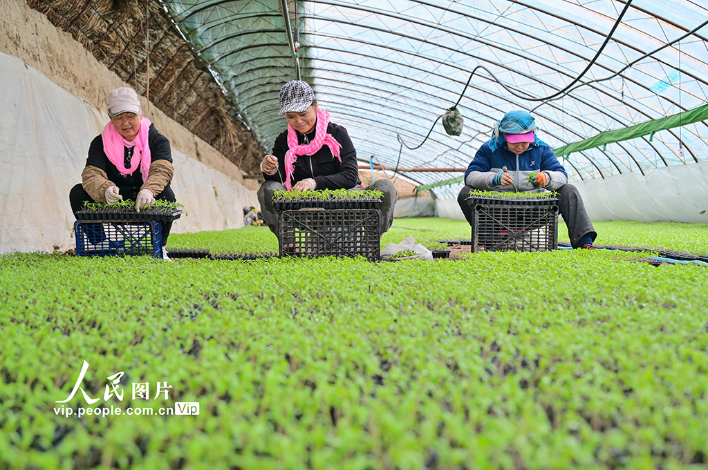 新疆吉木萨尔：春日育苗忙【6】