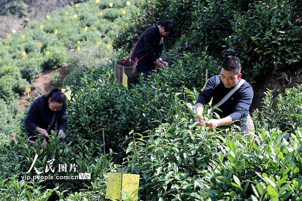 安徽黄山:采摘明前茶 供应市场【2】