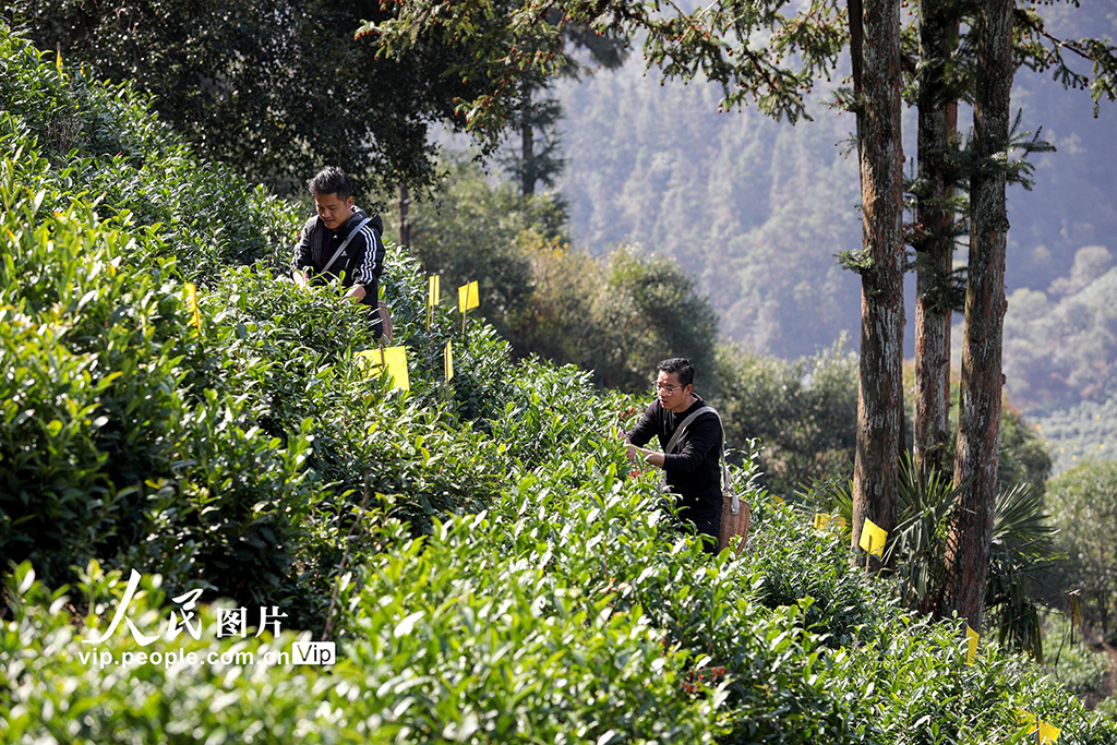 安徽黄山:采摘明前茶 供应市场【3】