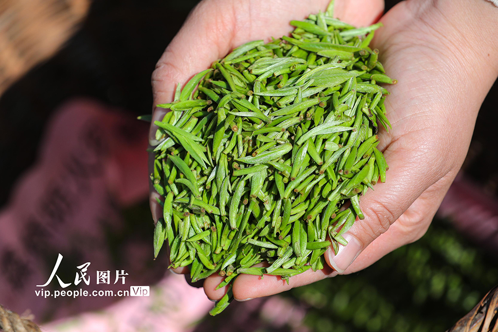 安徽黄山：采摘明前茶 供应市场【4】